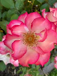 Betty Boop Rose Blumensamen zur Aussaat – kompakt Wuchs – Traditionssorte & ohne Gentechnik Samen Haus Garde