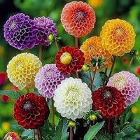 Mischung Dahlie Pompon Blumensamen zur Aussaat – Wildblume Mischung – Traditionssorte & ohne Gentechnik Samen Hausgarten
