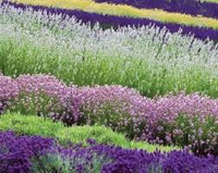 mehrfarbige Lavendel Blumensamen zur Aussaat – saisonal Dauerblüher – Traditionssorte & ohne Gentechnik Samen Hausgarten