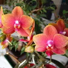 tief Orange Schmetterlingsorchidee Orchidee Blumensamen zur Aussaat pflegeleicht Traditionssorte & ohne Gentechnik Samen Hausgarten