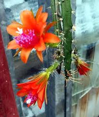 Orange Nopalxochia Blumensamen Blumensamen zur Aussaat hochwertige Qualitäts- Traditionssorte & ohne Gentechnik Samen Hausgarten