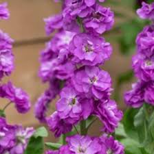 Violett Levkoje Incana Blumensamen zur Aussaat kompakt Wuchs Traditionssorte & ohne Gentechnik Samen Hausgarten