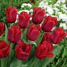 Bordeaux Tulpe Blumensamen zur Aussaat Schnitt Blume beliebt Traditionssorte & ohne Gentechnik Samen Hausgarten