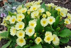 Gelb Schlüsselblume Blumensamen zur Aussaat – Halbschatten verträglich Traditionssorte & ohne Gentechnik Samen Hausgarten