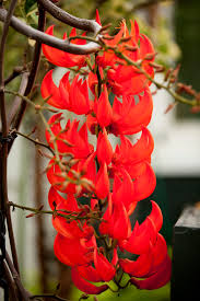 Rot Strongylodon Blumensamen Samen zur Aussaat Thriving und leuchtend Garten Schauanlagen