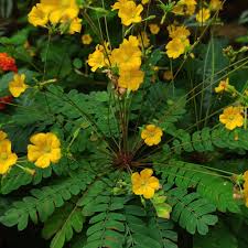 Biophytum Blumensamen zur Aussaat – Garten beliebt – Traditionssorte & ohne Gentechnik Samen Hausgarten
