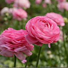 zart Rosa Ranunculus Blumensamen zur Aussaat hochwertige Qualitäts- Traditionssorte & ohne Gentechnik Samen Hausgarten