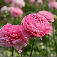 zart Rosa Ranunculus Blumensamen zur Aussaat hochwertige Qualitäts- Traditionssorte & ohne Gentechnik Samen Hausgarten