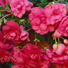 Rosa Begonie Blumensamen zur Aussaat – kompakt Wuchs – Traditionssorte & ohne Gentechnik Samen Hausgarten