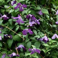 Violett Viticella Blumensamen zur Aussaat – Schnitt Blume beliebt – Traditionssorte & ohne Gentechnik Samen Hausgarten