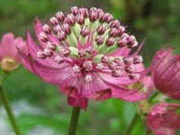 Masterwort Blumensamen zur Aussaat – Garten beliebt – Traditionssorte & ohne Gentechnik Samen Hausgarten