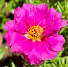 Rosa Portulaca Rose Blumensamen zur Aussaat – leuchtend – Traditionssorte & ohne Gentechnik Samen Hausgarten