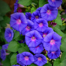 dunkel Blau Kapuzinerkresse Blumensamen Garten Anzucht Traditionssorte & ohne Gentechnik Samen Hausgarten