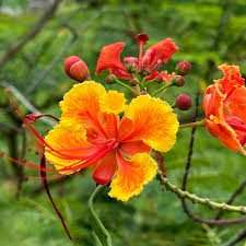Gemischt Caesalpinia Blumensamen zur Aussaat leuchtend Blüten Traditionssorte & ohne Gentechnik Samen Hausgarten