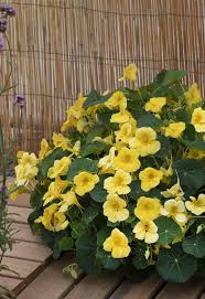 Gelb Kapuzinerkresse Blumensamen zur Aussaat Schnitt Blume beliebt Traditionssorte & ohne Gentechnik Samen Hausgarten