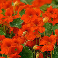 Orange Kapuzinerkresse Blumensamen zur Aussaat Traditionssorte ohne Gentechnik DroughtTolerant biologisch Garten Samen