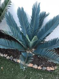 Blau Cycas Blumensamen zur Aussaat – Landhaus Garten wichtig – Traditionssorte & ohne Gentechnik Samen Hausgarten