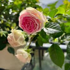 Rosa Creme Rose Blumensamen zur Aussaat lang Blüte Saison Traditionssorte & ohne Gentechnik Samen Hausgarten