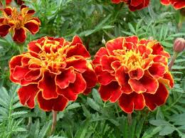 Rot Weiß Studentenblume Blumensamen zur Aussaat Garten beliebt Traditionssorte & ohne Gentechnik Samen Hausgarten