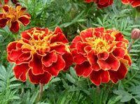 Rot Weiß Studentenblume Blumensamen zur Aussaat Garten beliebt Traditionssorte & ohne Gentechnik Samen Hausgarten