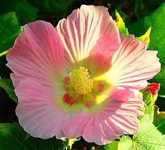 Pfirsichfarben Hibiskus Blumensamen zur Aussaat Wildblume Mischung Traditionssorte & ohne Gentechnik Samen Hausgarten