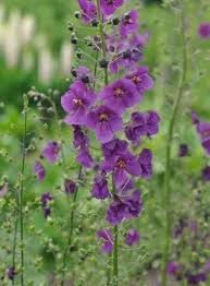 Lila Mullein Blumensamen zur Aussaat – Bestäuber freundlich – Traditionssorte & ohne Gentechnik Samen Hausgarten