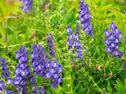 Blau Scutellaria Baicalensis Blumensamen zur Aussaat – pflegeleicht – Traditionssorte & ohne Gentechnik Samen Hausgarten