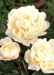 hell Rosa Gardenia Blumensamen zur Aussaat duftend Blüten Traditionssorte & ohne Gentechnik Samen Hausgarten