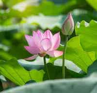 Lotusblumen Samen
