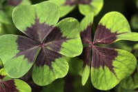 Grün Lila Four Leaf Clover zur Aussaat Schnitt Blume beliebt Traditionssorte & ohne Gentechnik Samen Hausgarten