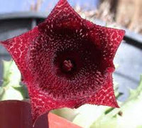 Huernia Keniensis Blumensamen zur Aussaat – kompakt Wuchs – Traditionssorte & ohne Gentechnik Samen Hausgarten