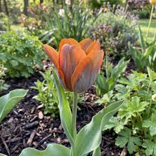 Orange Gray Tulpe Blumensamen zur Aussaat Halbschatten verträglich Traditionssorte & ohne Gentechnik Samen Hausgarten