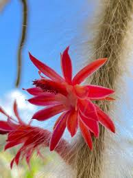 Cleistocactus Colademononis Blumensamen zur Aussaat – Drought verträglich – Traditionssorte & ohne Gentechnik Samen Hausgarten