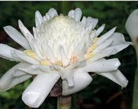 Weiß Etlingera Elatior Blumensamen zur Aussaat Anzucht Traditionssorte & ohne Gentechnik Samen Hausgarten