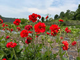 Rot Bradshaw Blumensamen zur Aussaat – Anzucht – Traditionssorte & ohne Gentechnik Samen Hausgarten