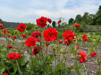 Rot Bradshaw Blumensamen zur Aussaat – Anzucht – Traditionssorte & ohne Gentechnik Samen Hausgarten