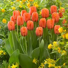 Orange Rosa Tulpe Blumensamen zur Aussaat lang Blüte Saison Traditionssorte & ohne Gentechnik Samen Hausgarten