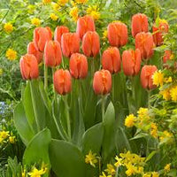 Orange Rosa Tulpe Blumensamen zur Aussaat lang Blüte Saison Traditionssorte & ohne Gentechnik Samen Hausgarten