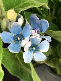 Tweedia Blumensamen zur Aussaat – leuchtend Blüten – Traditionssorte & ohne Gentechnik Samen Hausgarten