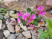 Lewisia Blumensamen zur Aussaat – farbenfroh Schau – Traditionssorte & ohne Gentechnik Samen Hausgarten