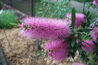 Lila Callistemon Blumensamen zur Aussaat pflegeleicht Traditionssorte & ohne Gentechnik Samen Hausgarten