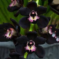 Schwarze Orchideen Samen