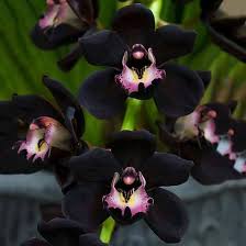 Semillas de orquídea negra