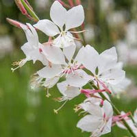 Gaura Lindheimeri Blumensamen zur Aussaat – farbenfroh Schau – Traditionssorte & ohne Gentechnik Samen Hausgarten