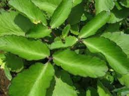 Bryophyllum Pinnatum Blumensamen zur Aussaat – Garten beliebt – Traditionssorte & ohne Gentechnik Samen Hausgarten