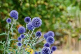 Blau Edeldistel Edeldistel Samen zur Aussaat – einzigartig trockenheitsverträglich Blumensamen