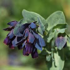 Mezcla de semillas de flor de cera para jardín