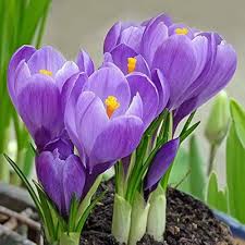 Blau Crocus Blumensamen – Bestäuber freundlich Traditionssorte & ohne Gentechnik Samen Hausgarten