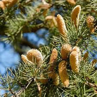 Cedrus Deodara Baum Samen zur Aussaat – Schnitt Blume beliebt – Traditionssorte & ohne Gentechnik Samen Hausgarten