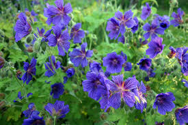 Cranesbill Geranie Blumensamen zur Aussaat – Schnitt Blume beliebt – Traditionssorte & ohne Gentechnik Samen Hausgarten